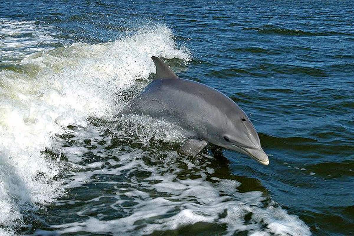 Captain Johnny’s Dolphin Tours Outer Banks Cruises