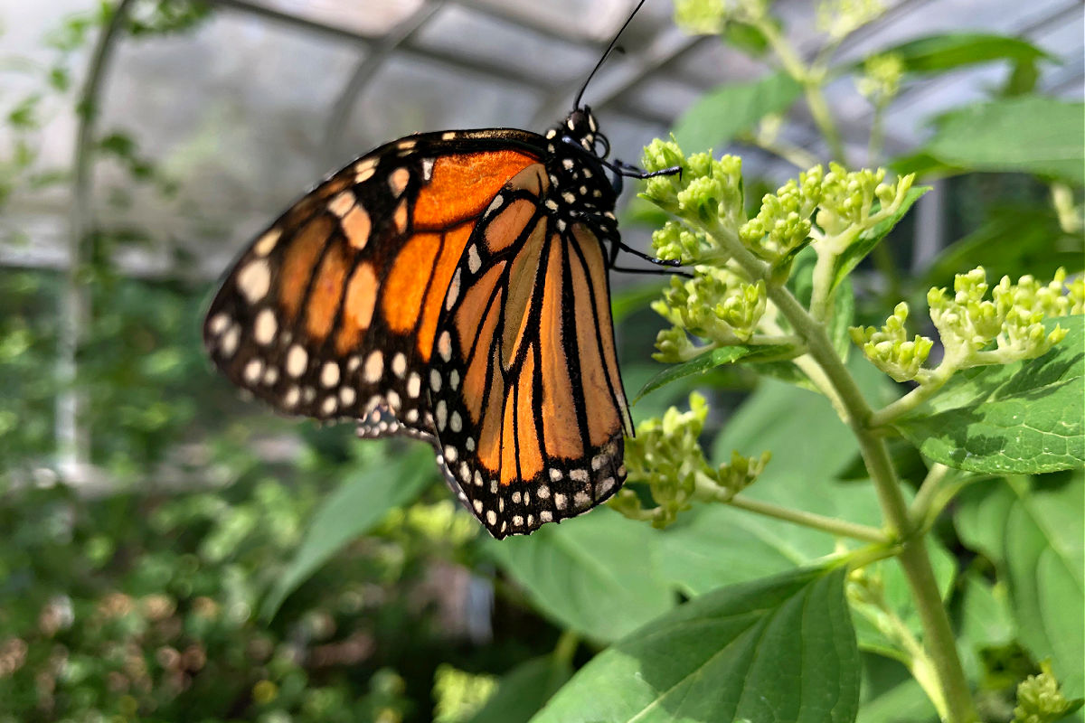 Elizabethan Gardens worth your visit SAGA family event Outer Banks butterfly