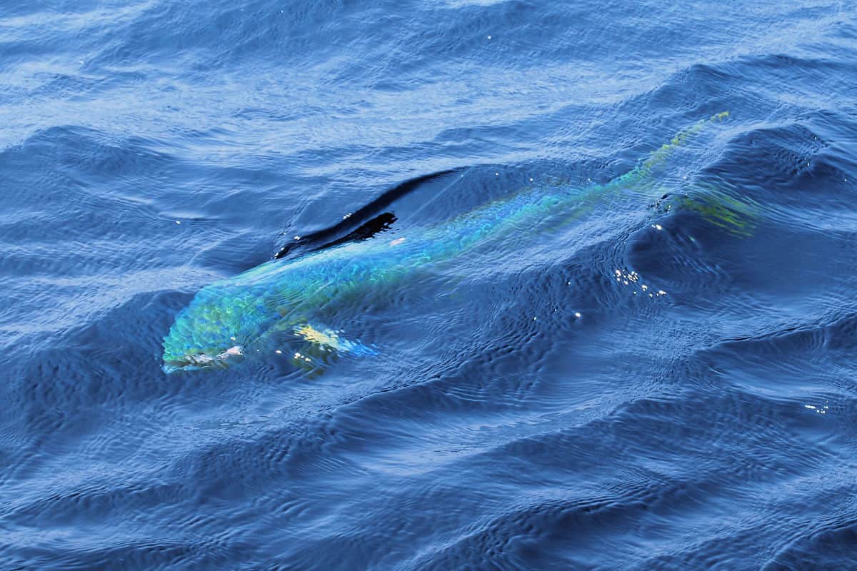 Mahi mahi dolphin fish showing color outer banks fishing