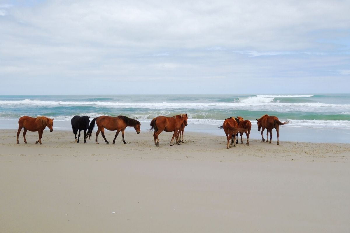 Playful wild horse herd in Carova Corolla Currituck OBX Outer Banks SAGA