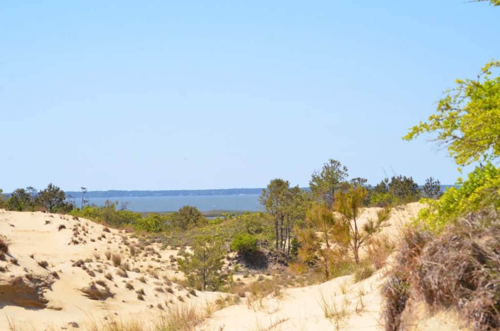 Run Hill Natural Area dunes in Kill Devil Hills, North Carolina Outer Banks