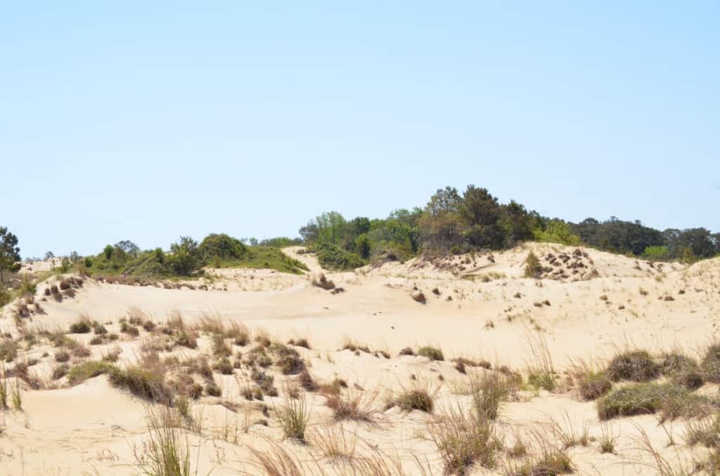 These incredible dunes are formed naturally by two prevailing winds, NE and SW. This is a hidden gem, Run Hill Natural Area