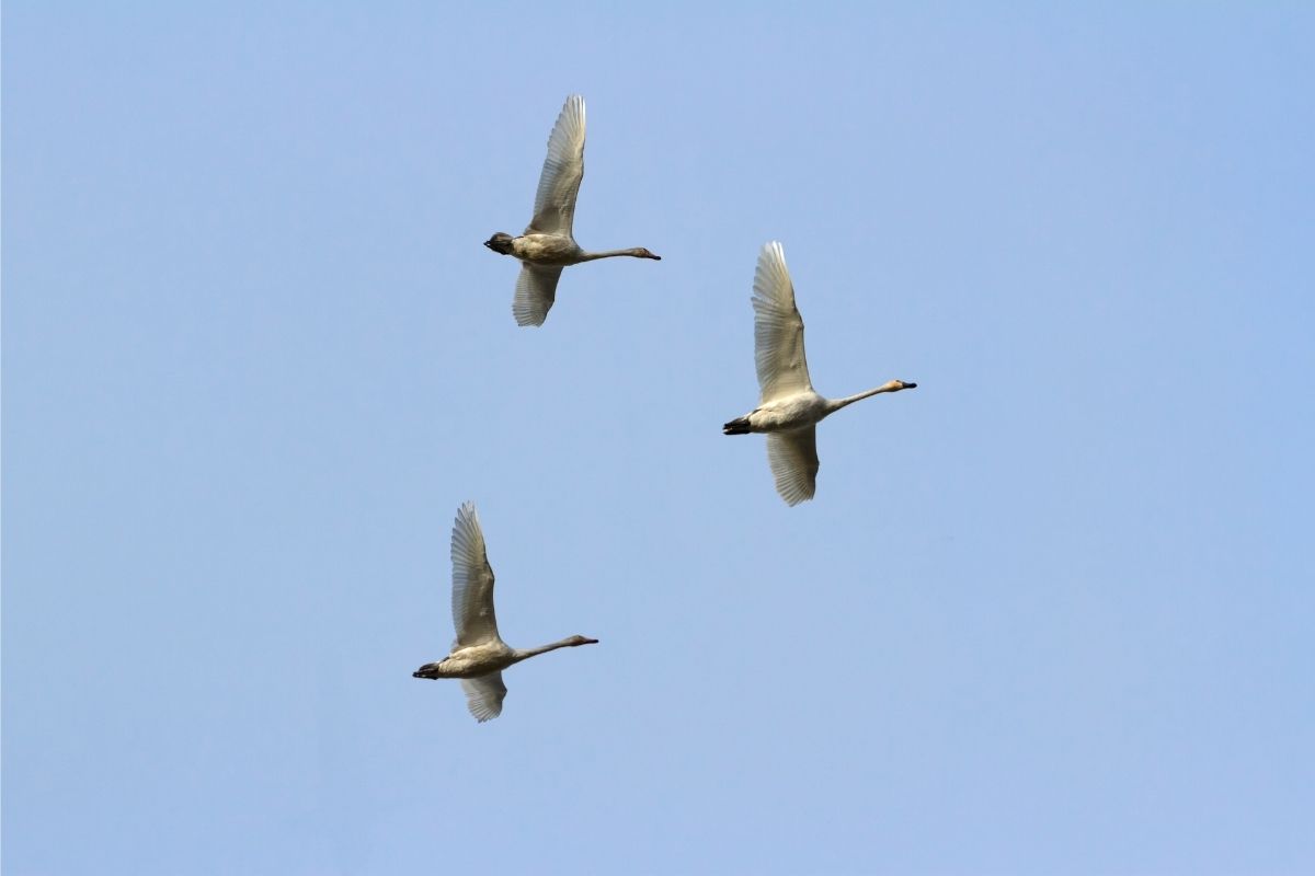 Tundra swans pea island nwr birding outer banks nc SAGA