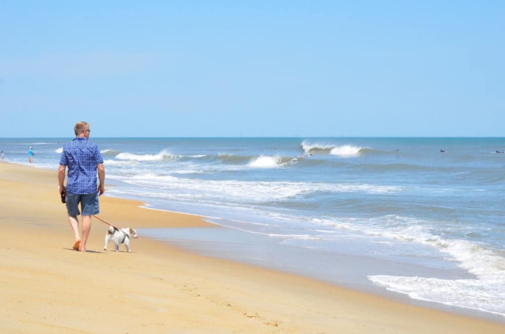 Dogs dig the beach in Kill Devil Hills and Outer Banks just like we do