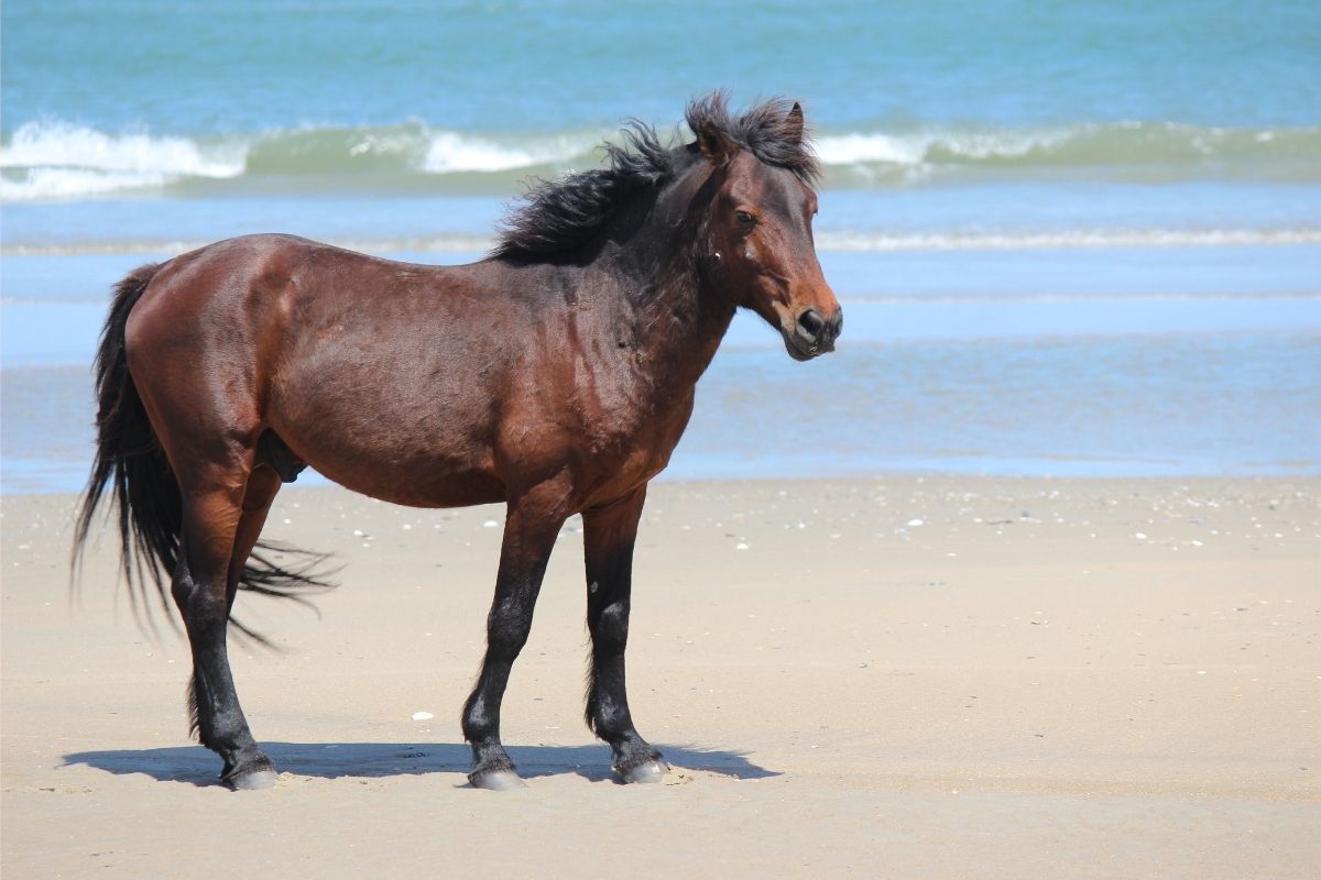 Wild mustangs horses on Corolla Corova outer banks nc SAGA