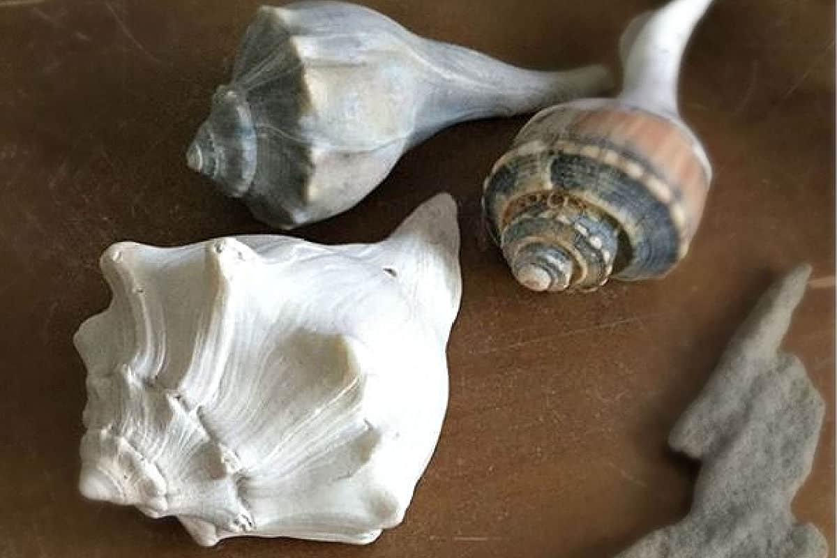 Always keep your eyes out for other beachcombing treasures like these whelk shells on the Outer Banks