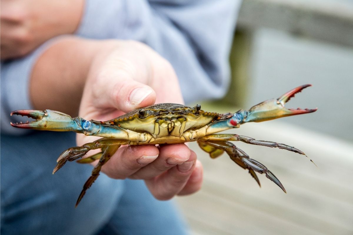 blue crab family crabbing outer banks SAGA