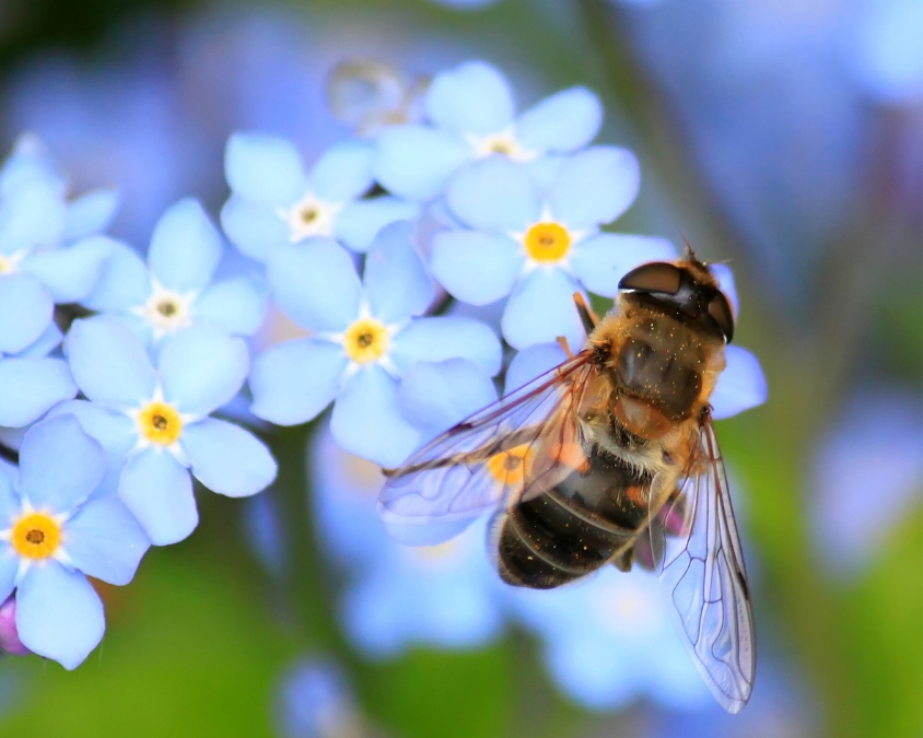 pollinator