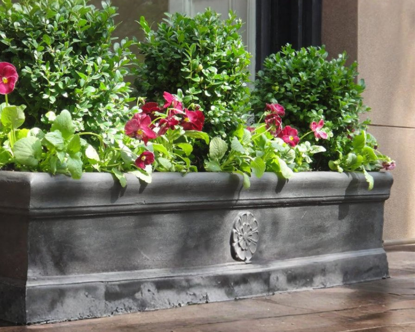 boxwoods