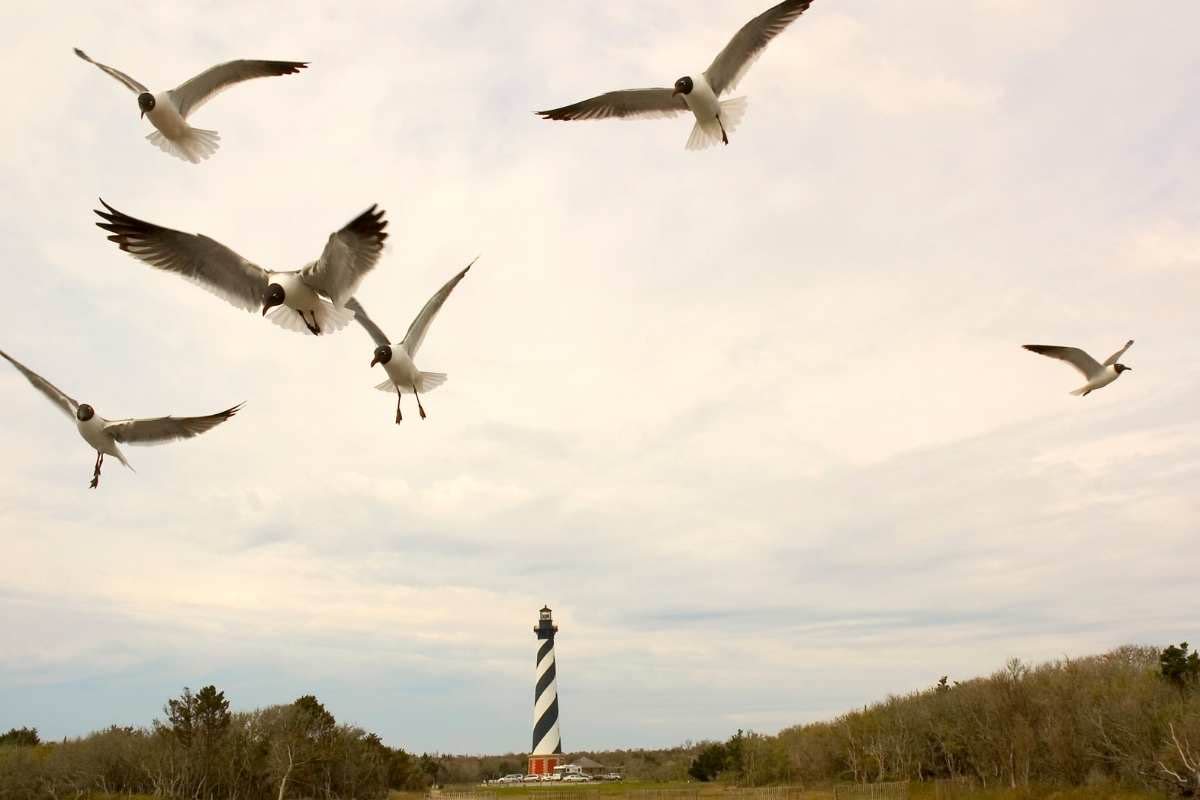 cape hatteras lighthouse outer banks SAGA