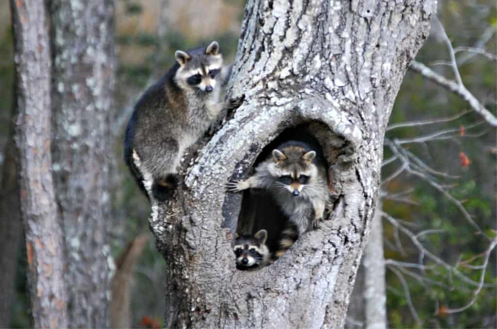 raccoons in kill devil hills SAGA