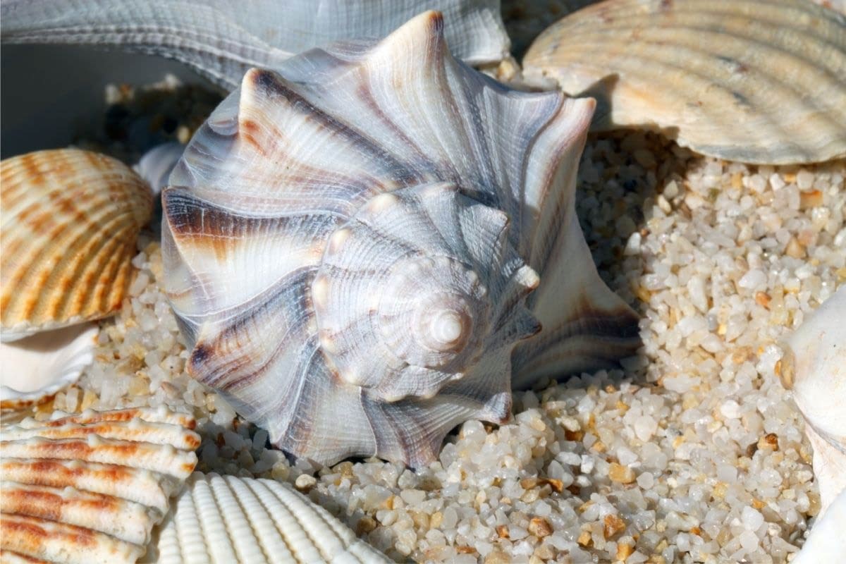 shelling on the outer banks by SAGA