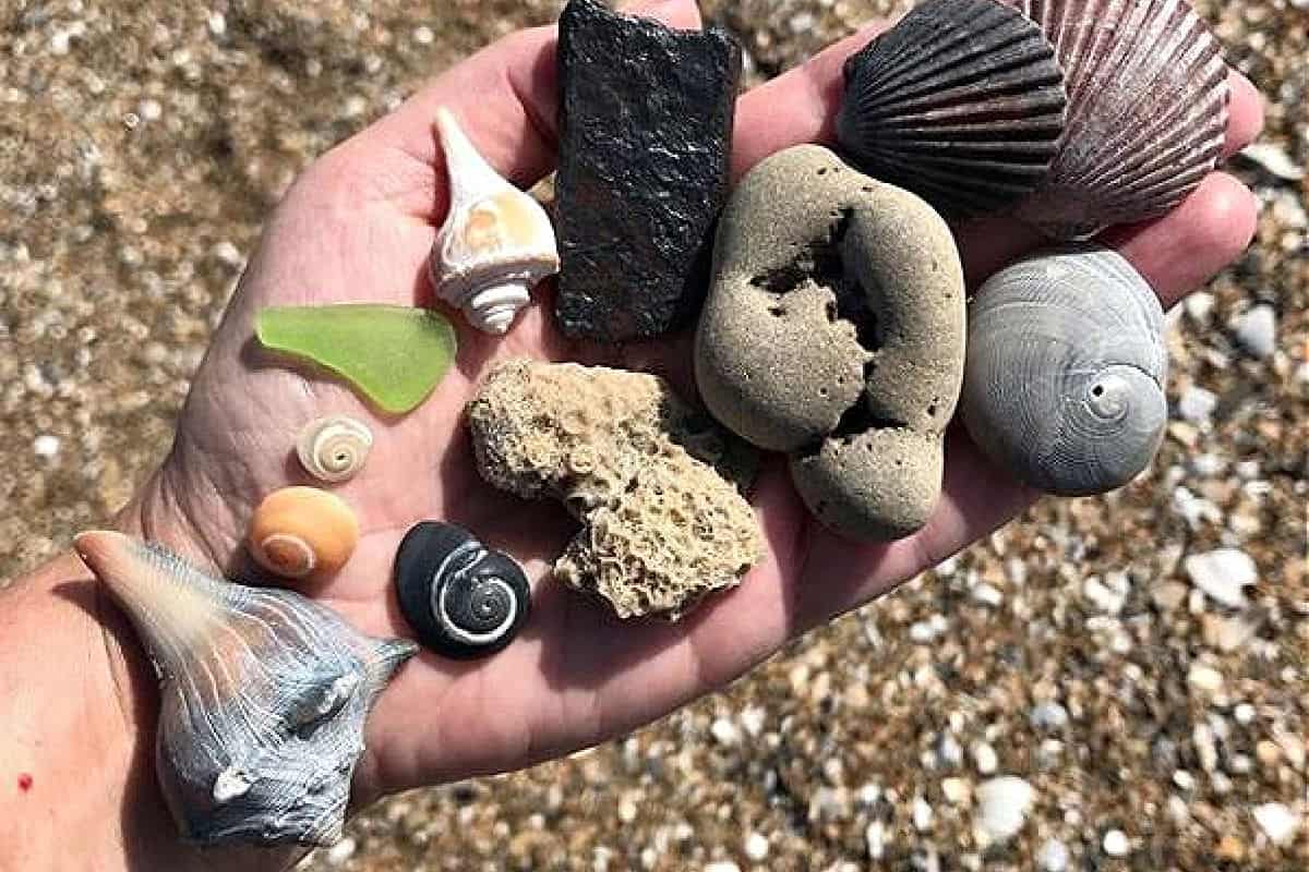 A handful of special finds beachcombing on Pea Island NWR on the Hatteras National Seashore Outer Banks, NC