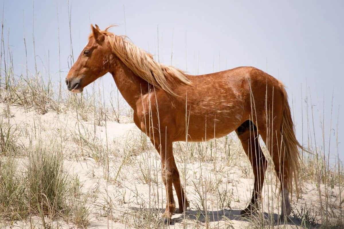 Unique flora and fauna of the Outer Banks includes these wild mustangs in Corolla